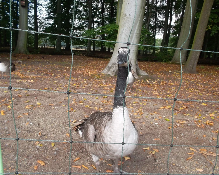 Giant Canada goose
