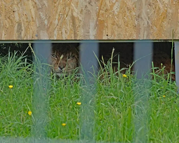 Balkan lynx - Facts, Diet, Habitat & Pictures on Animalia.bio