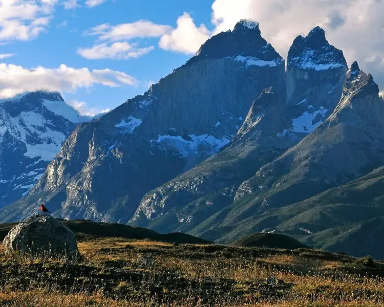 Longtailed meadowlark Facts, Diet, Habitat & Pictures on Animalia.bio