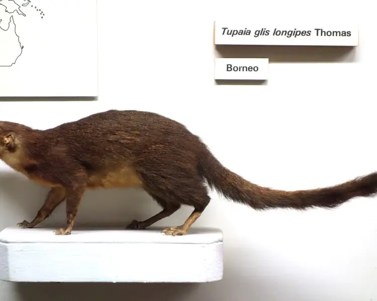Tupaia longipes