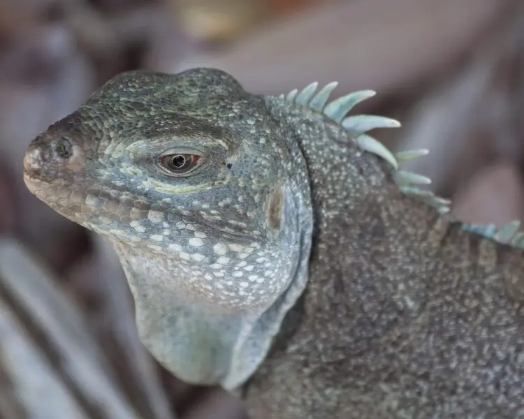 Turks and Caicos rock iguana