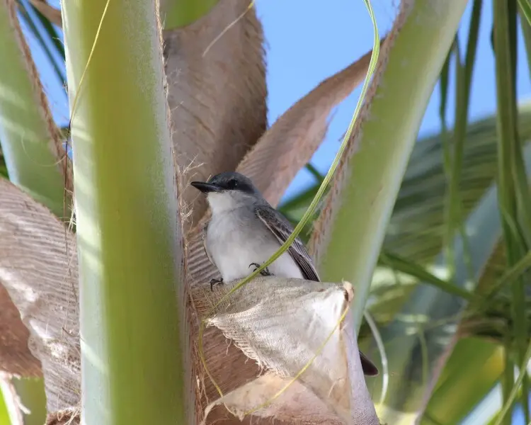 Tyrannus dominicensis - Facts, Diet, Habitat & Pictures on Animalia.bio