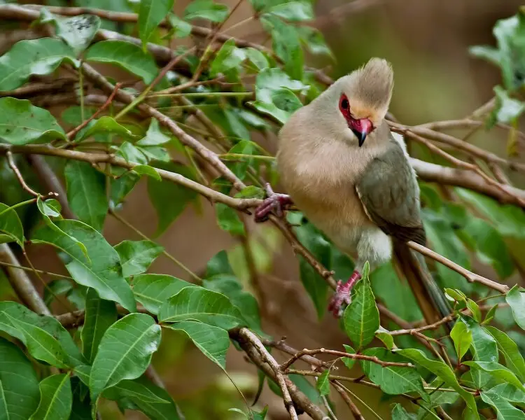 Red-faced mousebird - Facts, Diet, Habitat & Pictures on 