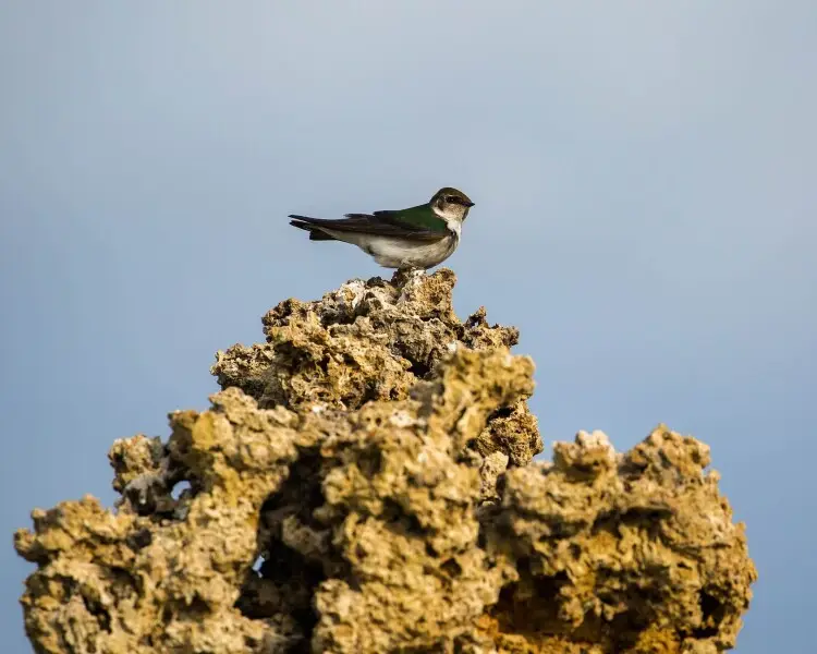 イッタラ バード violet green swallow 決算セール イッタラ バード