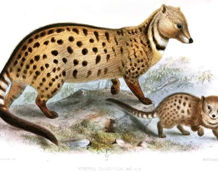 Large-spotted civet