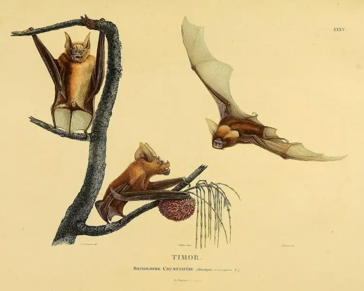 Timor roundleaf bat
