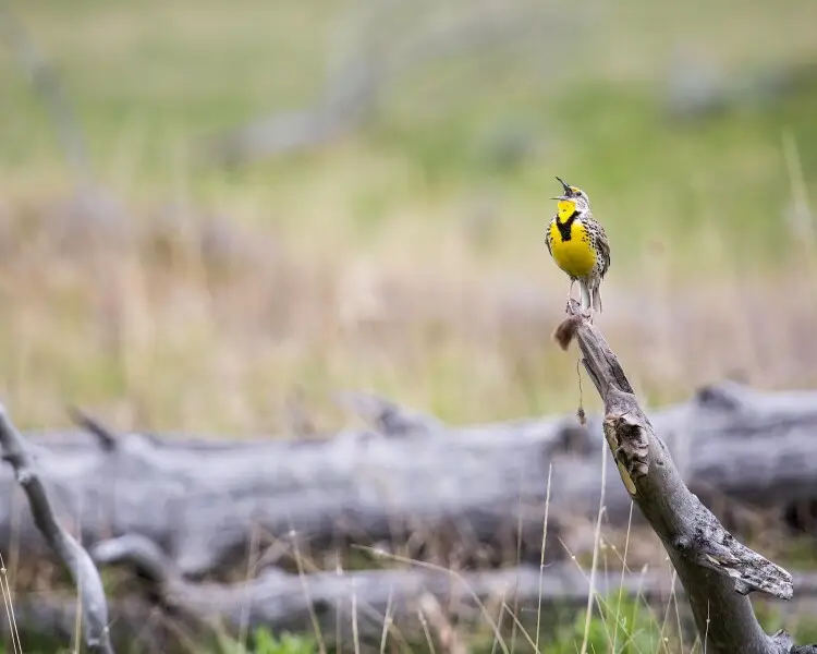Western meadowlark Facts, Diet, Habitat & Pictures on Animalia.bio