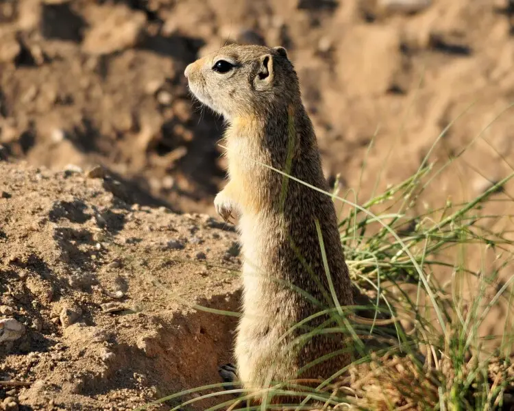 Urocitellus elegans