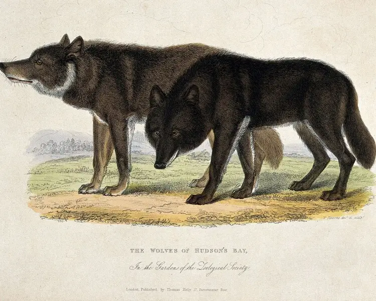 Canis lupus hudsonicus
