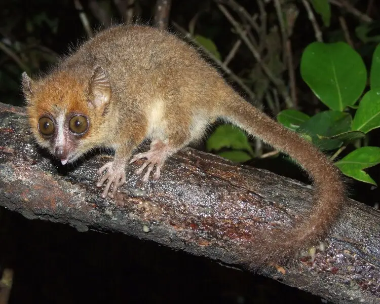 Pygmy mouse lemur