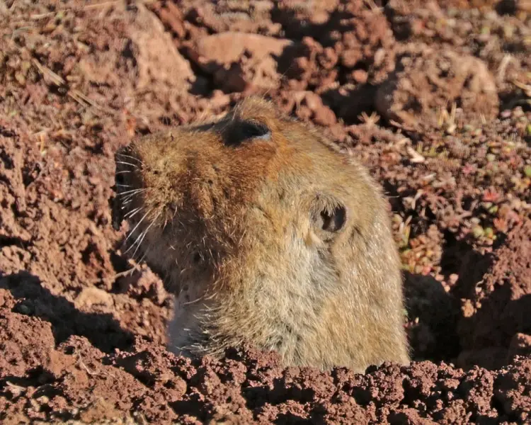 Big-Headed Mole-Rat