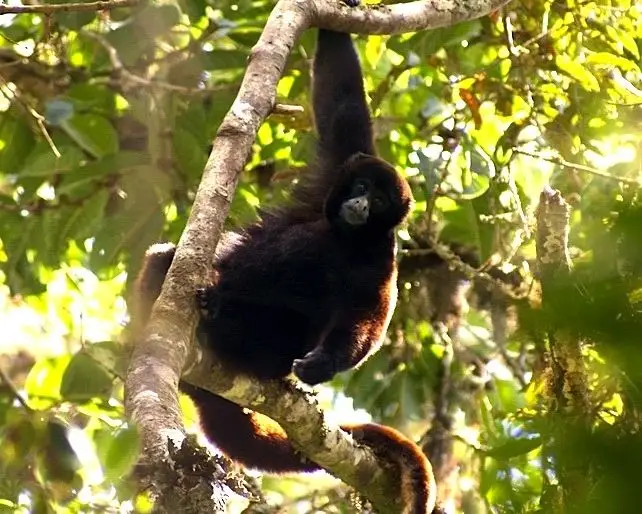 Yellow-Tailed Woolly Monkey