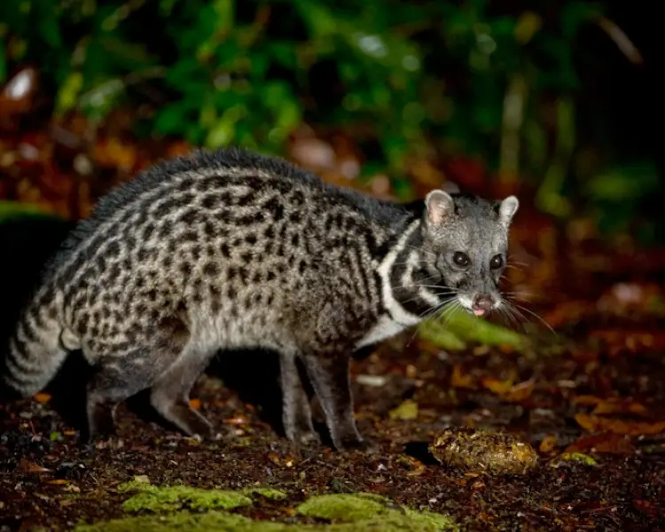 Malayan Civet