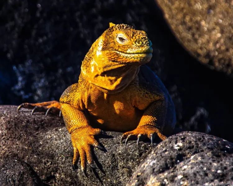 Galápagos Land Iguana 