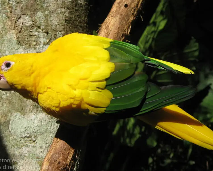 Golden parakeet