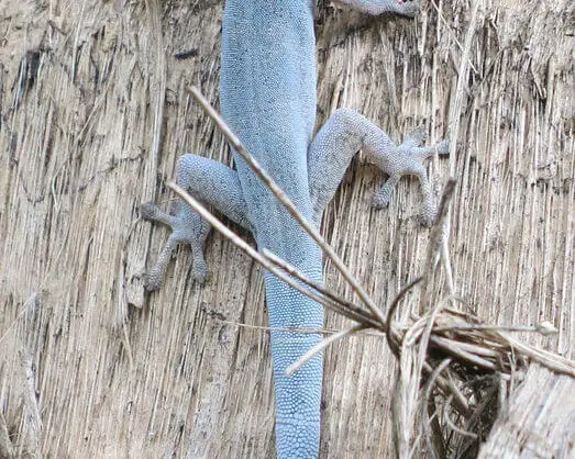 Lygodactylus luteopicturatus