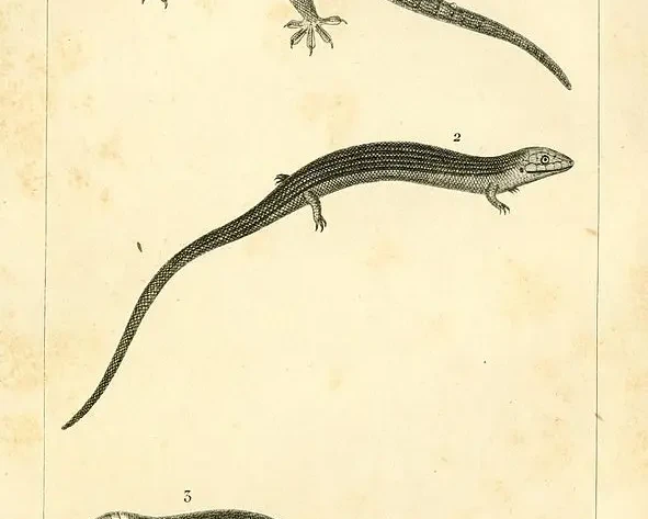 Bachia flavescens факти, дієта, ареал і фотографії на Animalia.bio