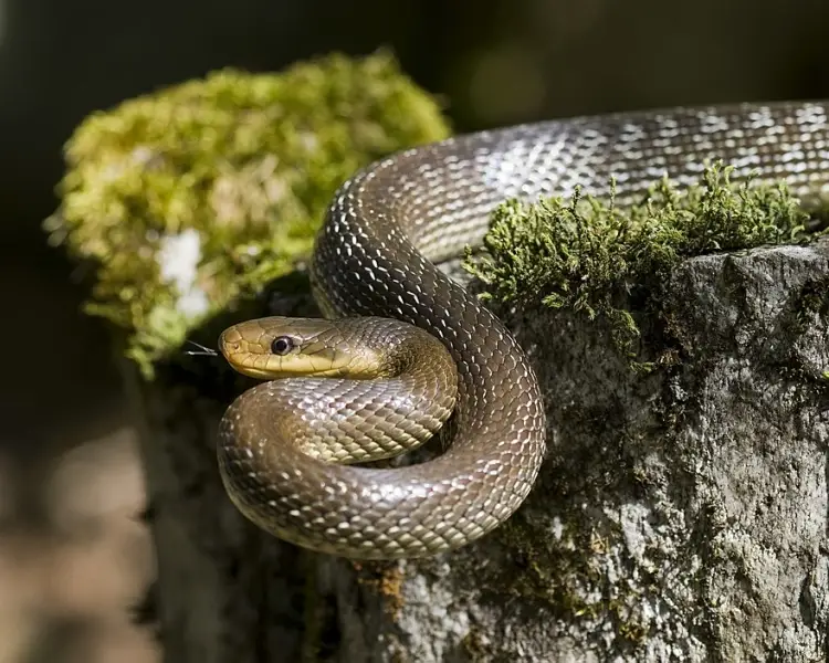 Aesculapian  Snake