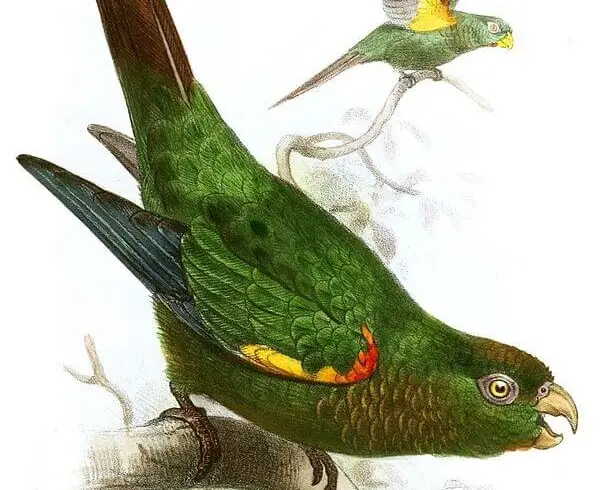 Fiery-shouldered parakeet
