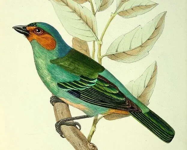 Tangara rufigenis