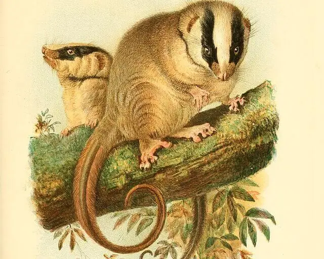 Feather-tailed possum
