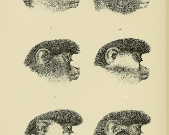 Campbell's mona monkey