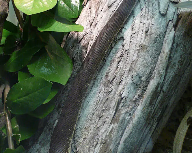 Liasis mackloti - Facts, Diet, Habitat & Pictures on Animalia.bio