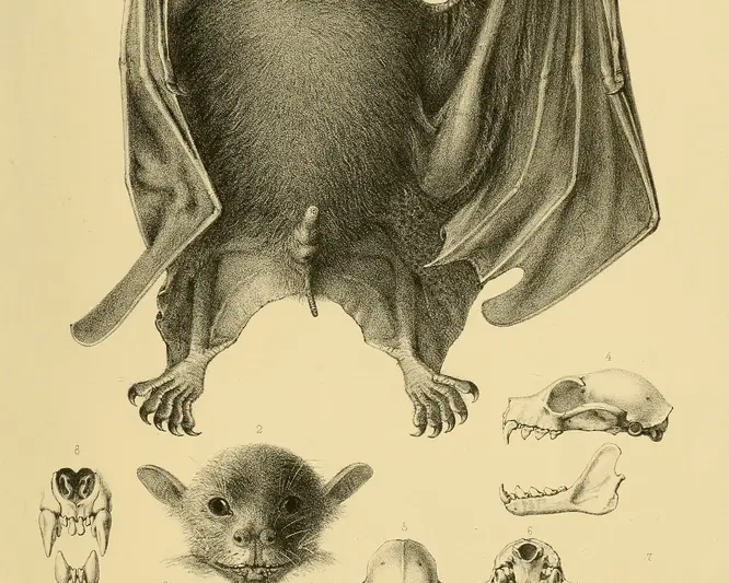 Greater musky fruit bat Facts, Diet, Habitat & Pictures on Animalia.bio