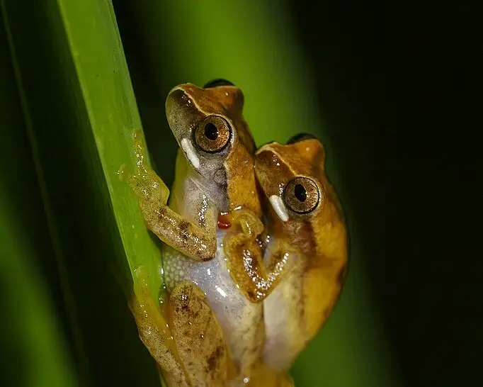 Dendropsophus werneri факти, дієта, ареал і фотографії на Animalia.bio