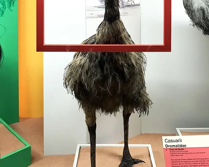 Kangaroo Island emu
