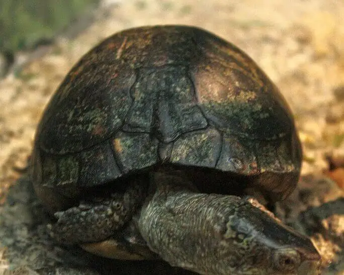 Coahuilan box turtle
