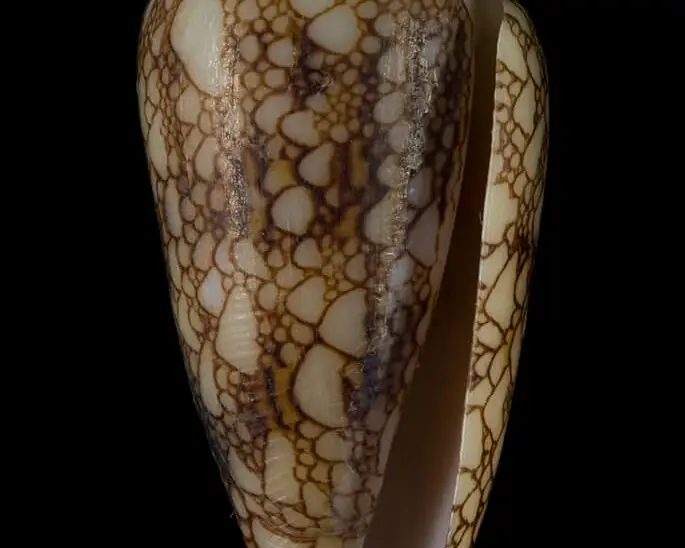 Conus canonicus Facts, Diet, Habitat & Pictures on Animalia.bio