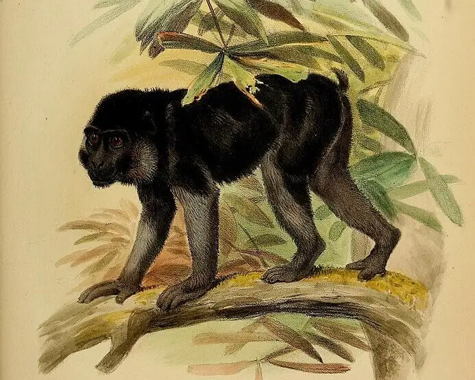 Macaca ochreata