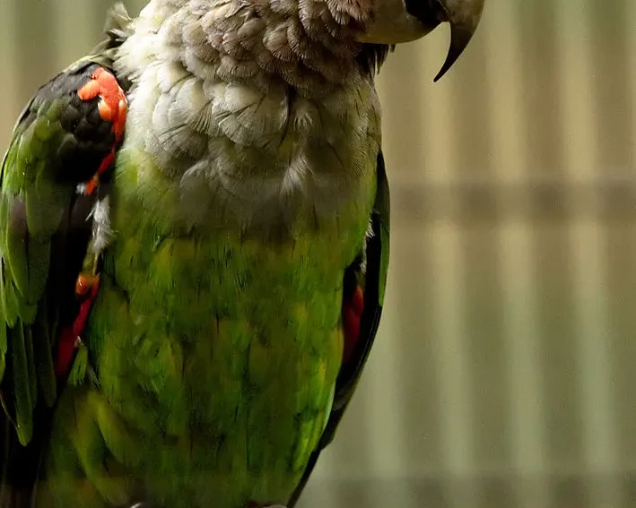Папуга-довгокрил капський
