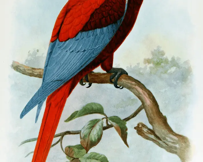 Jamaican red macaw