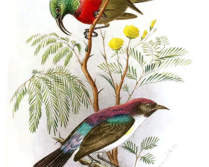 Forest double-collared sunbird