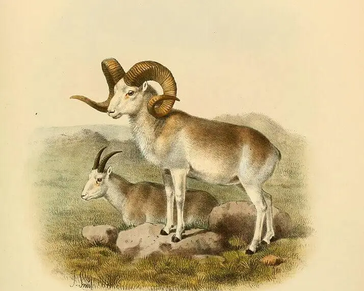 Marco Polo sheep - Facts, Diet, Habitat & Pictures on 