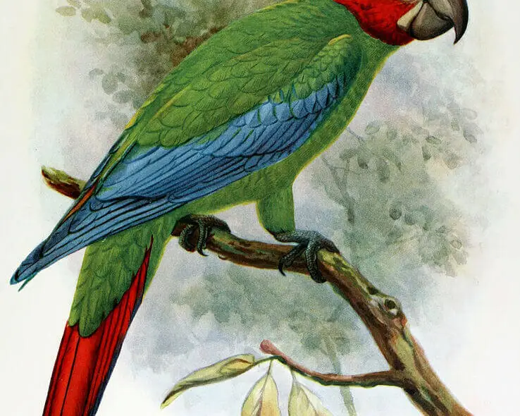 Ara erythrocephala