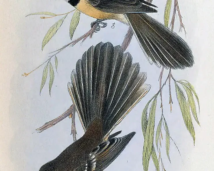 Lord Howe fantail