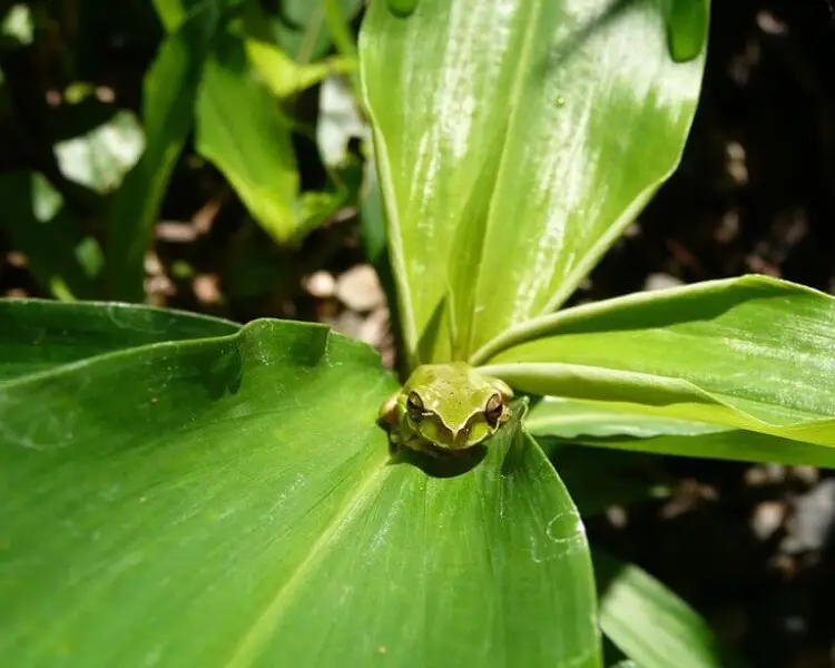 Eastern dwarf tree frog Facts, Diet, Habitat & Pictures on Animalia.bio