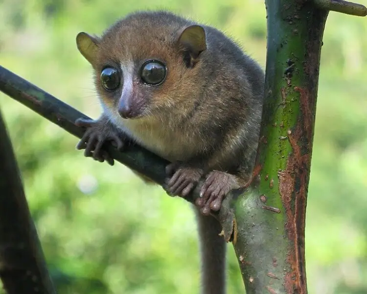 Gerp's mouse lemur