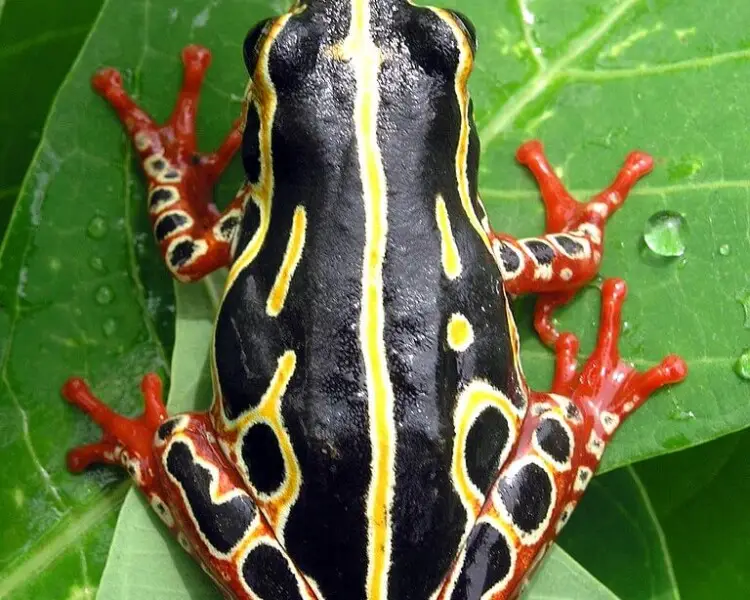 Common reed frog