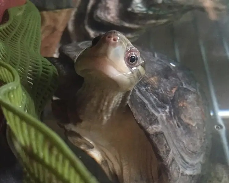 Yellow pond turtle Facts, Diet, Habitat & Pictures on Animalia.bio