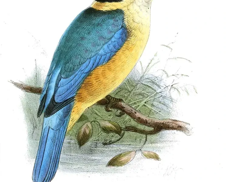 Melanesian kingfisher