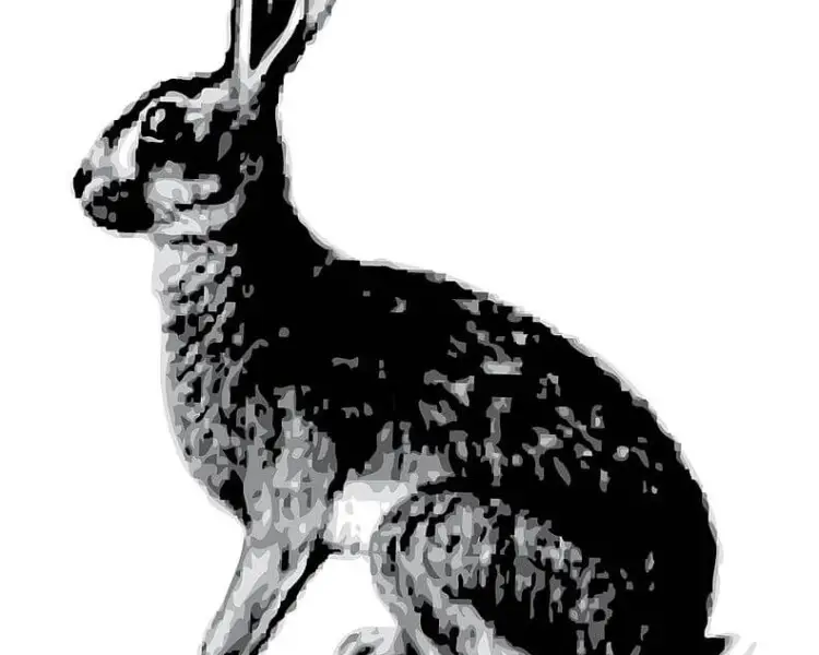 Abyssinian hare