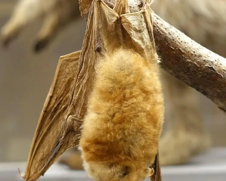 Rufous mouse-eared bat