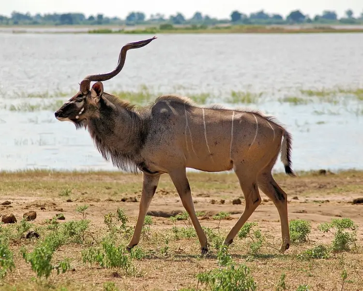 Greater Kudu - Facts, Diet, Habitat & Pictures on 