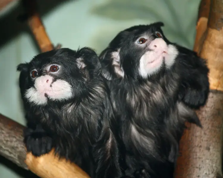 Moustached Tamarin