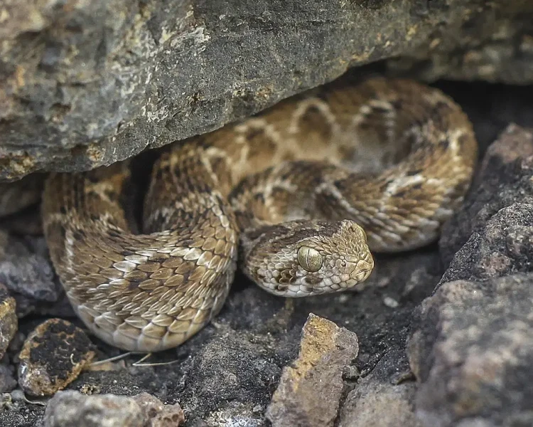 Indian Saw-Scaled Viper
