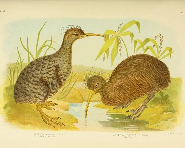 Southern Brown Kiwi - Facts, Diet, Habitat & Pictures on 